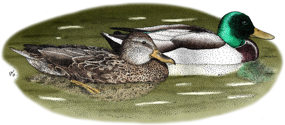 Mallard Duck Pair,Illustration