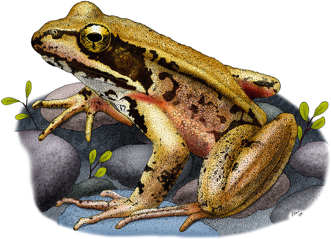 Northern Red-legged Frog,Illustration