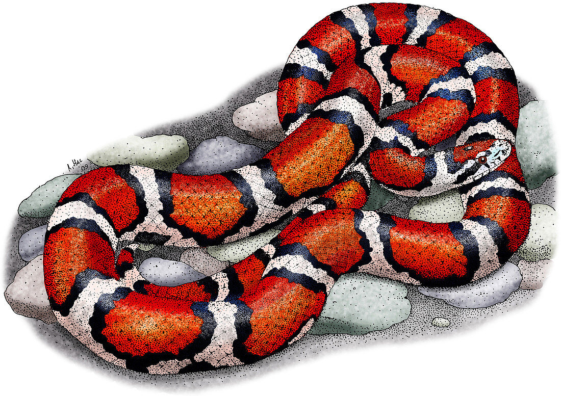 Red Milk Snake,Illustration