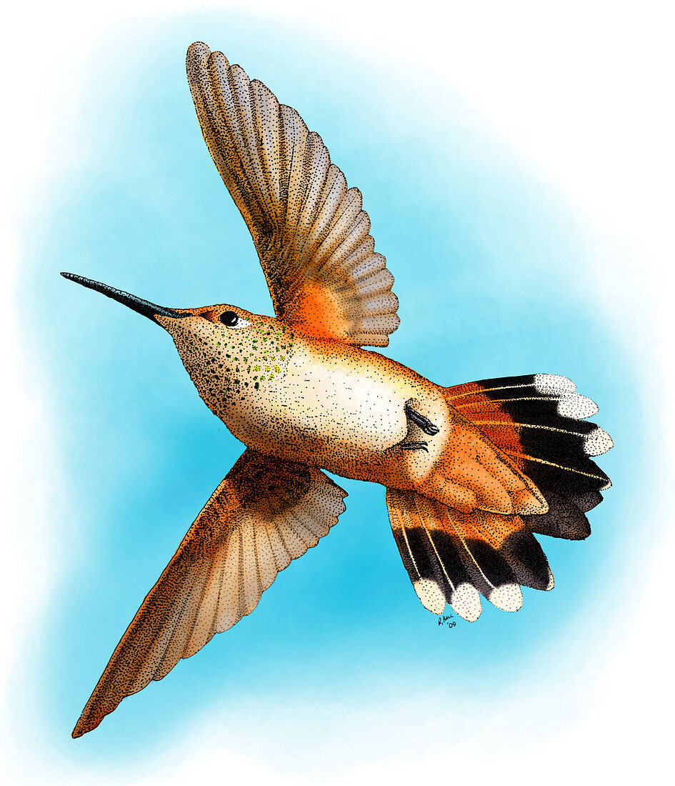 Rufous Hummingbird,Illustration