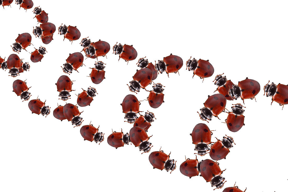 Ladybugs,Illustration