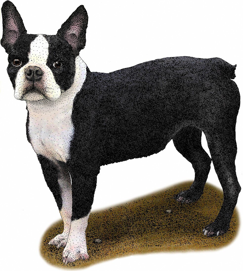 Boston Terrier,Illustration