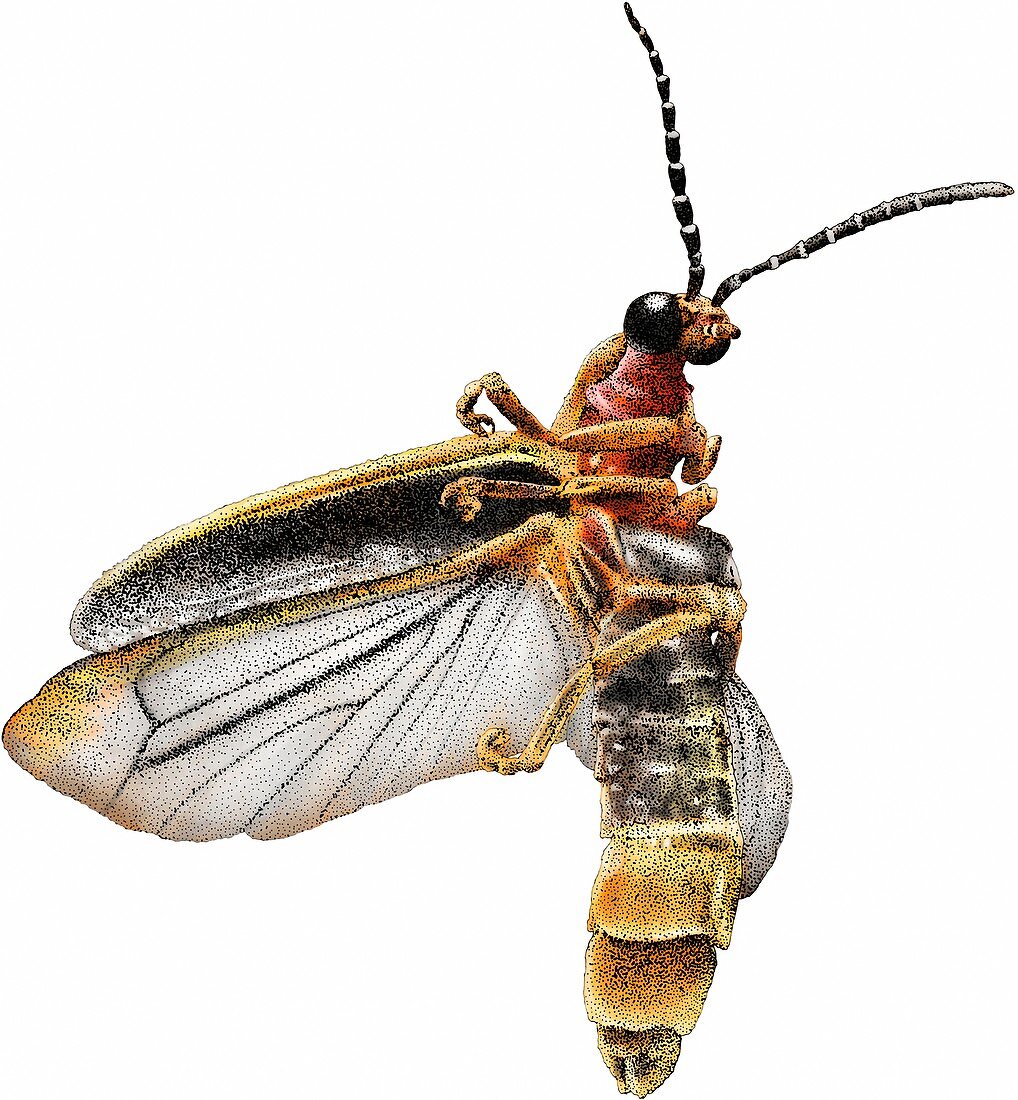 Common Eastern Firefly,Illustration