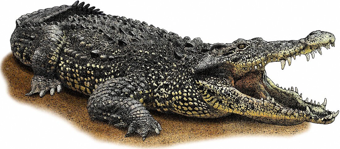 Cuban Crocodile,Illustration