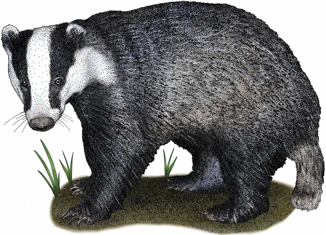 European Badger,Illustration