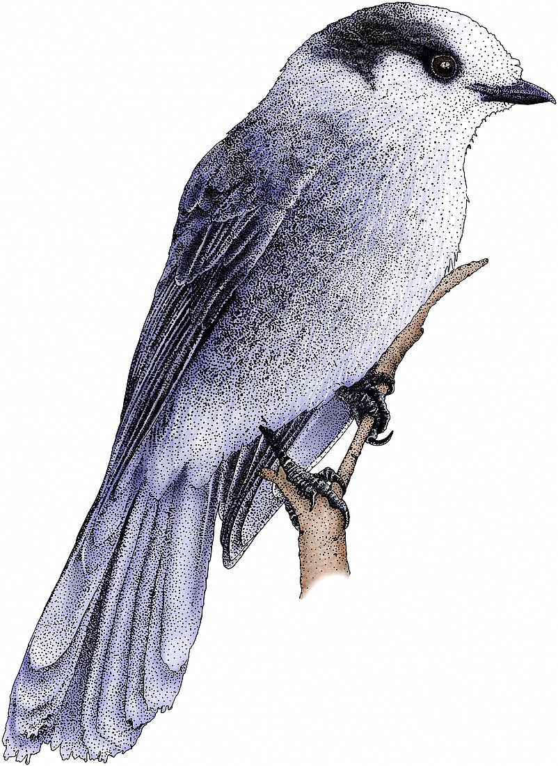 Gray Jay,Illustration