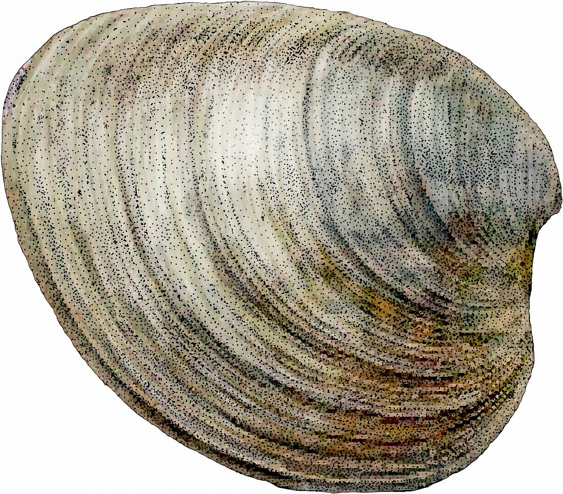 Hard Clam,Illustration