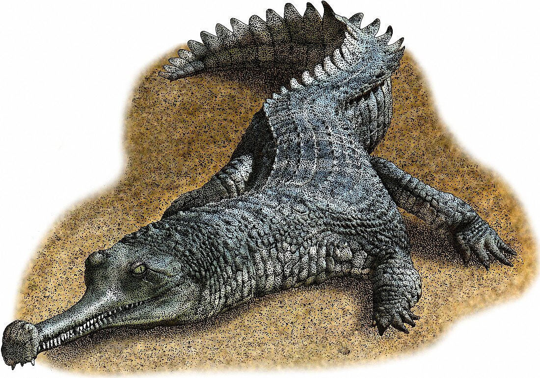 Indian Gharial,Illustration