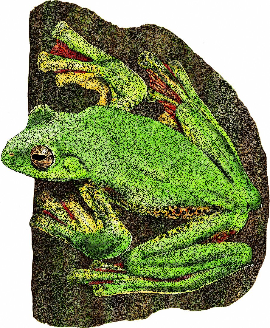 Malabar Gliding Frog,Illustration