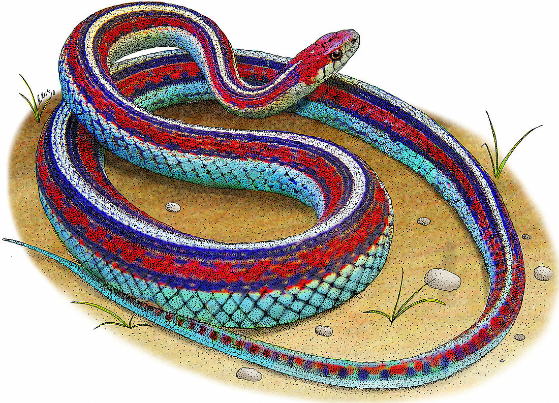 San Francisco Garter Snake,Illustration