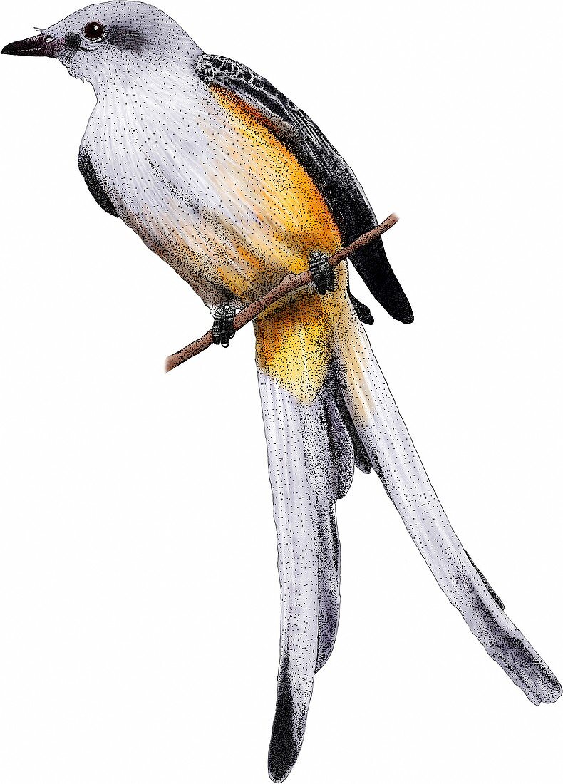 Scissor-tailed Flycatcher,Illustration