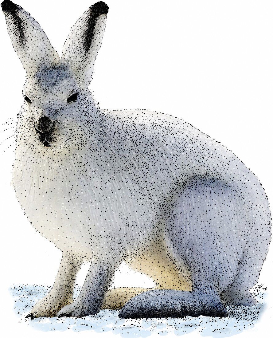 Snowshoe Hare,Illustration