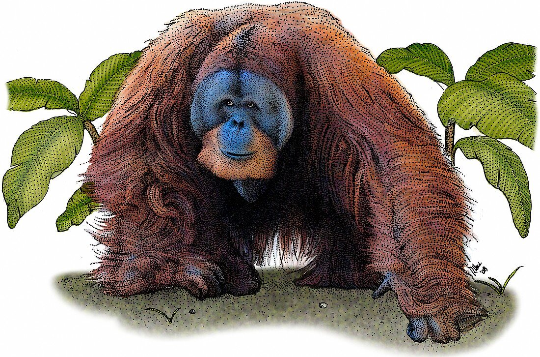 Sumatran Orangutan,Illustration