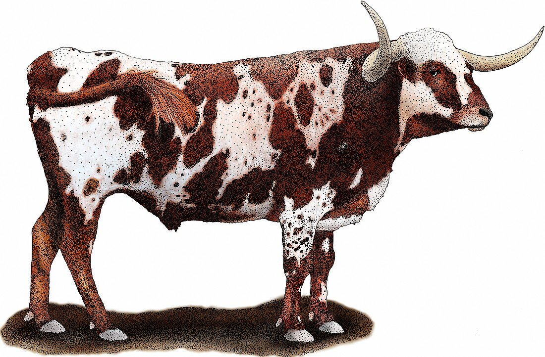 Texas Longhorn,Illustration