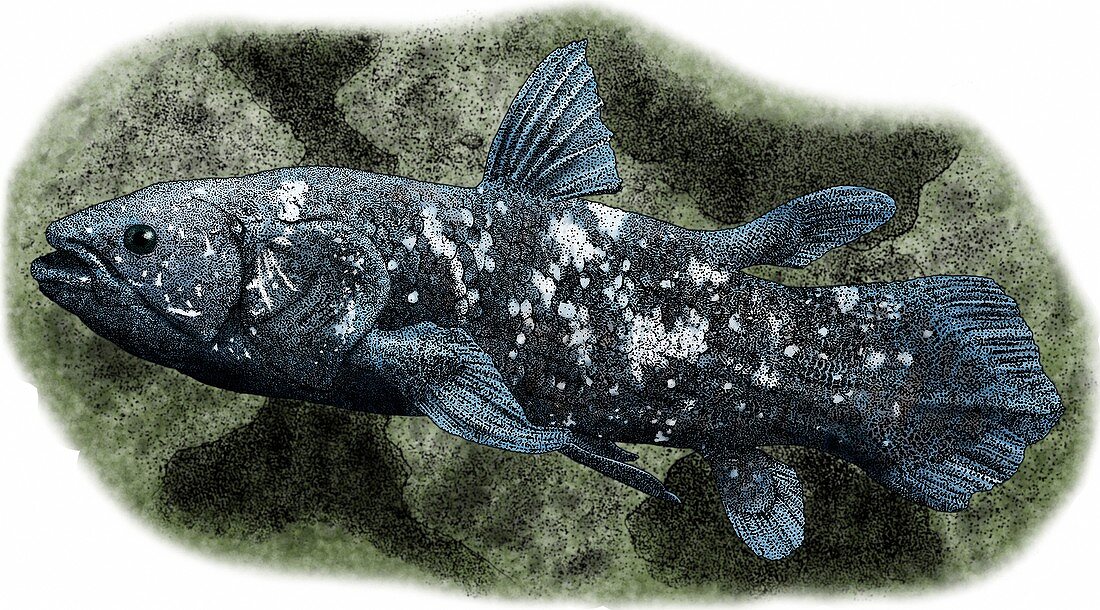 Coelacanth,Illustration