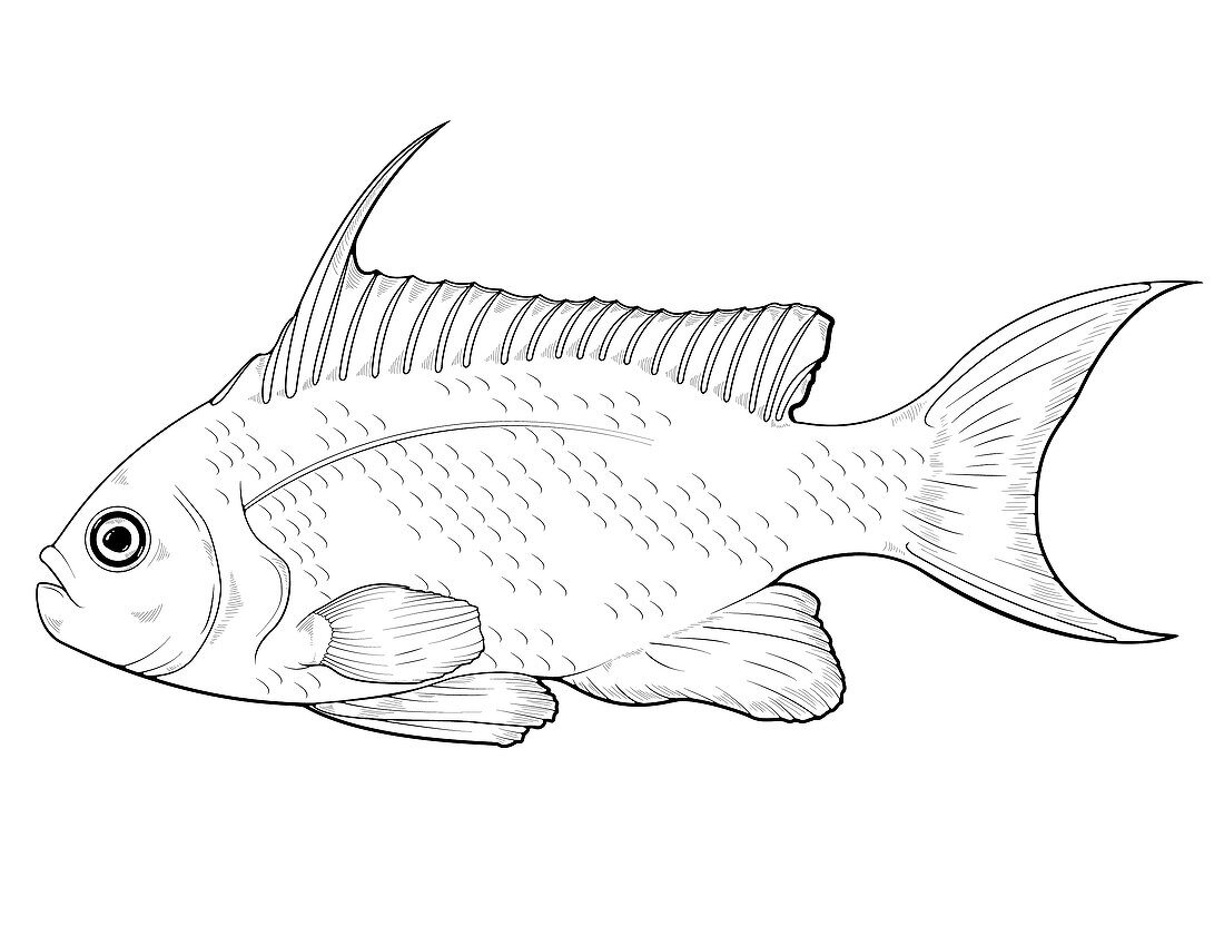 Sea Goldie,Illustration