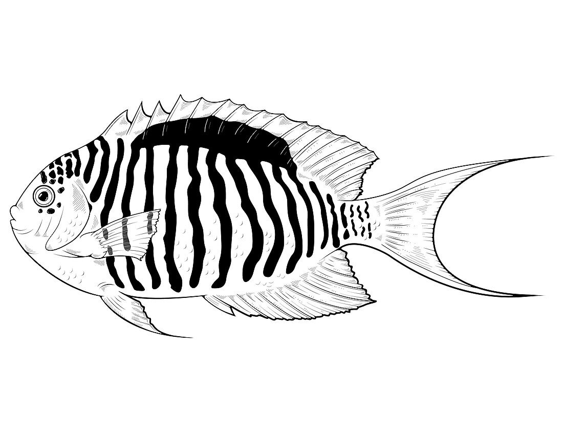 Zebra Angelfish,Illustration