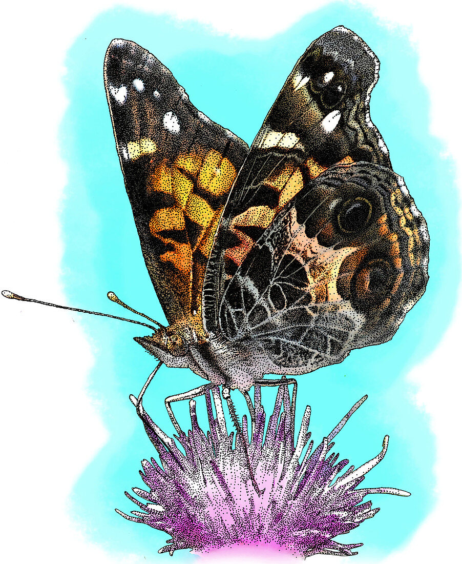 American Painted Lady,Illustration