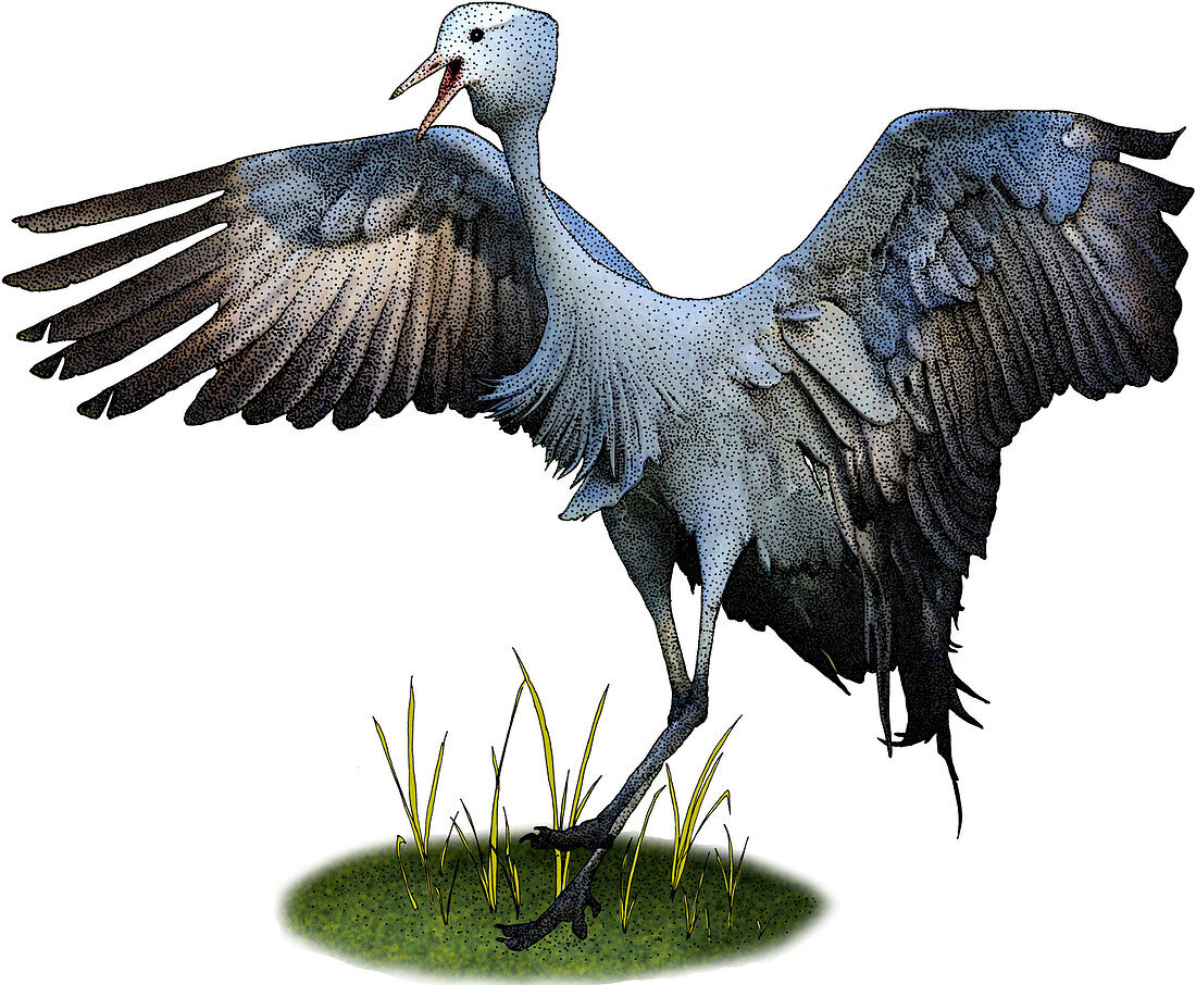 Blue Crane,Illustration