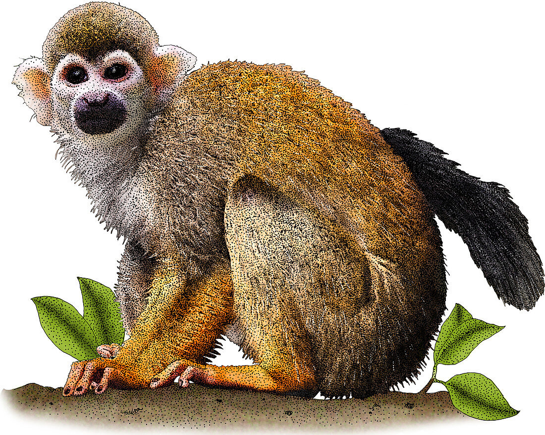 Common Squirrel Monkey,Illustration