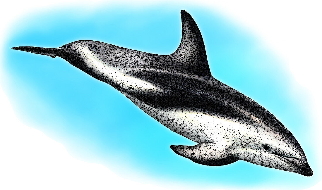 Dusky Dolphin,Illustration