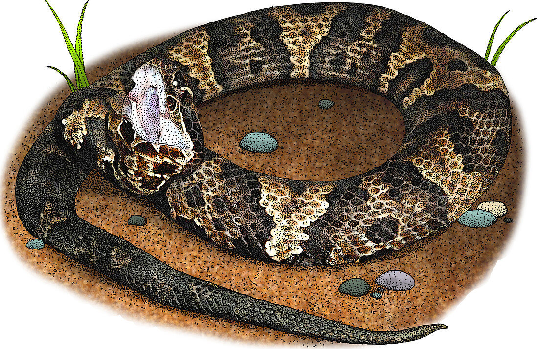 Eastern Cottonmouth,Illustration