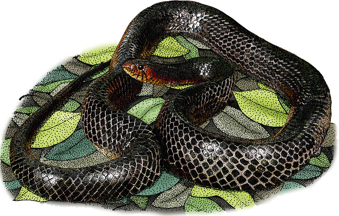Eastern Indigo Snake,Illustration