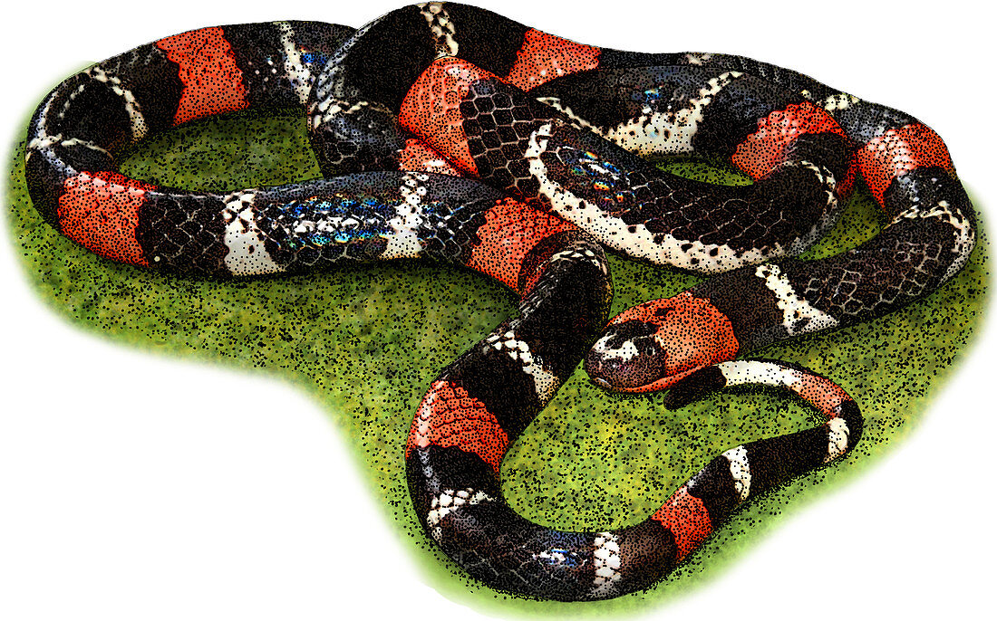 South American Coral Snake,Illustration