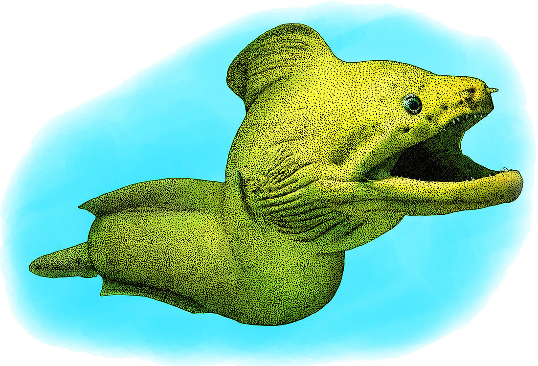 Giant Moray,Illustration