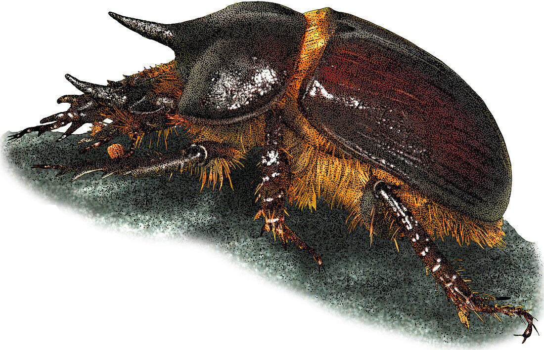 Gopher Beetle,Illustration