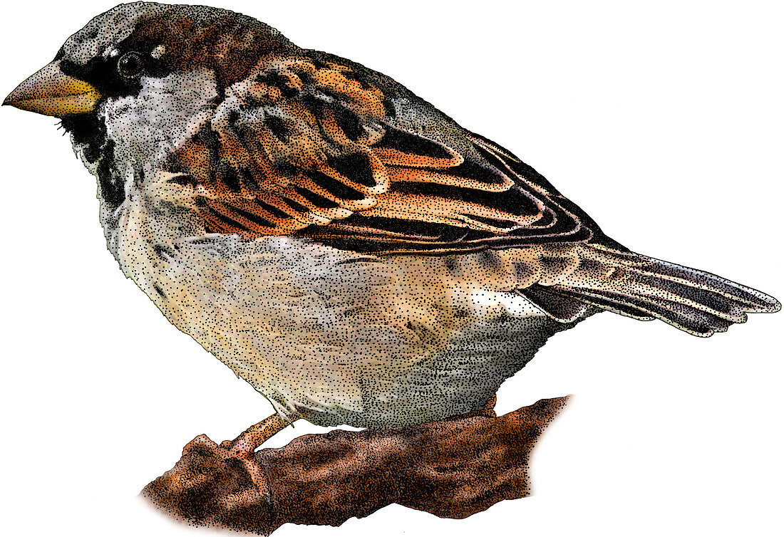 House Sparrow,Illustration