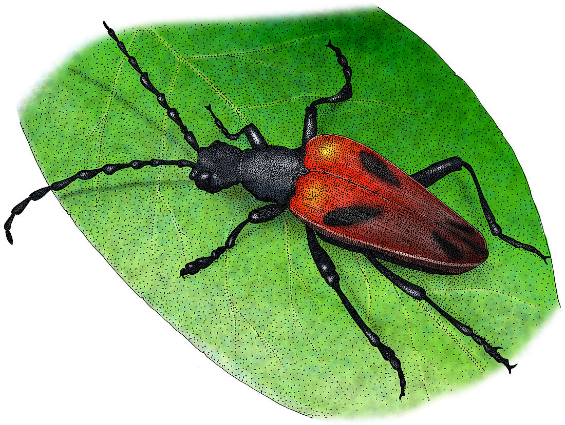 Longhorn Beetle,Illustration