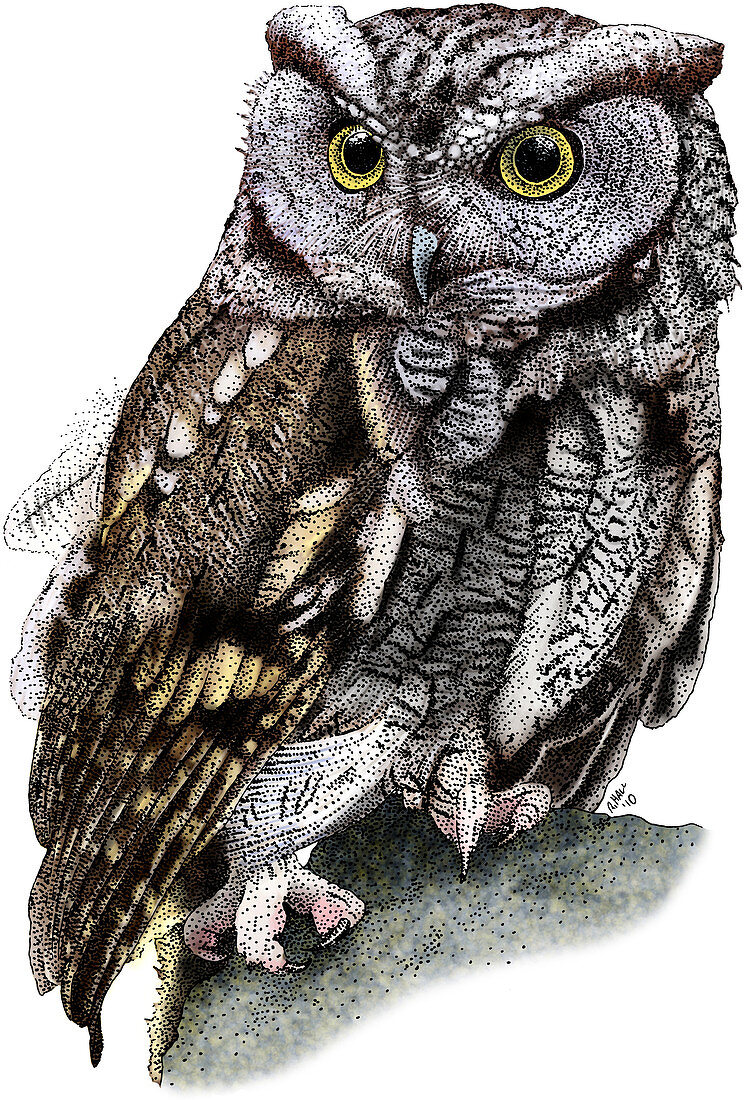 Western Screech Owl,Illustration