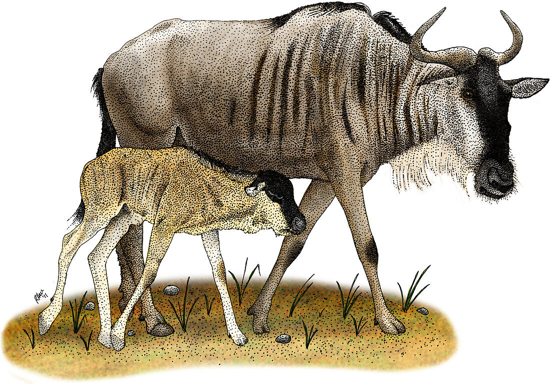 White-Bearded Wildebeest,Illustration