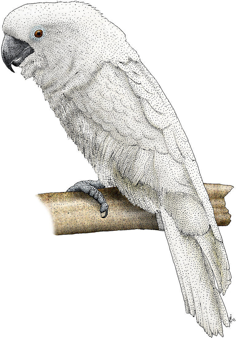 White Cockatoo,Illustration