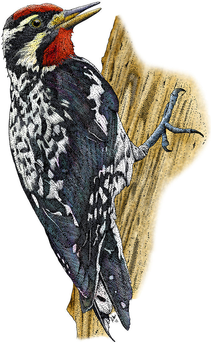 Yellow-bellied Sapsucker,Illustration