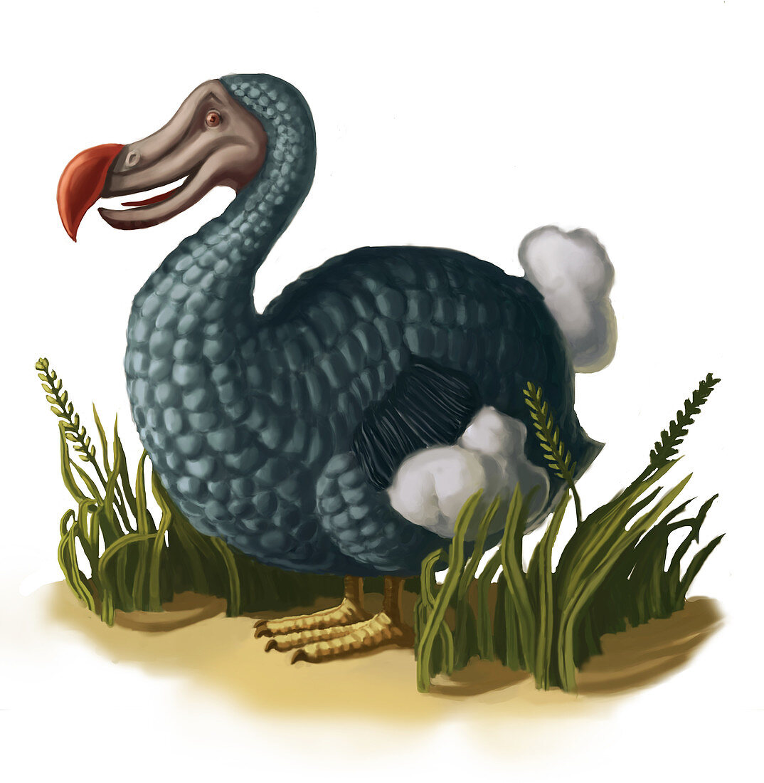 Dodo Bird,Illustration