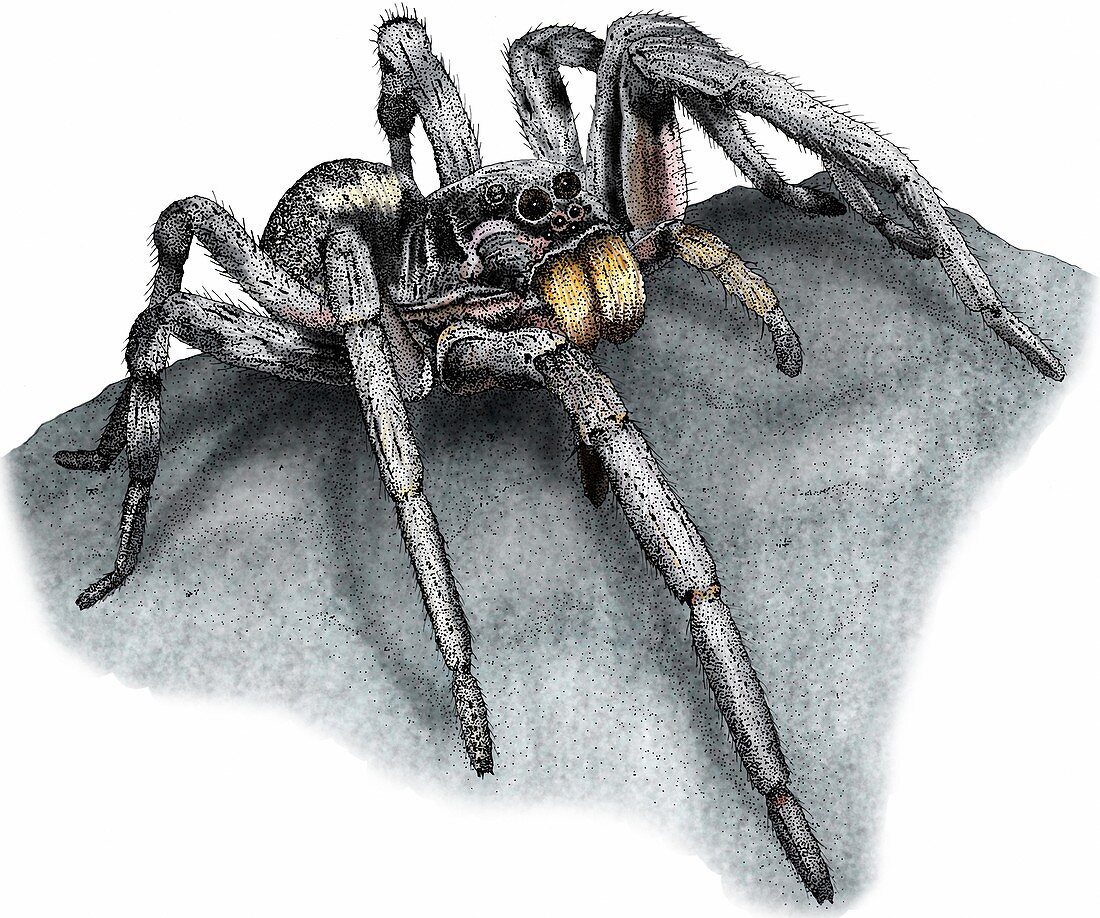 Carolina wolf spider,Illustration