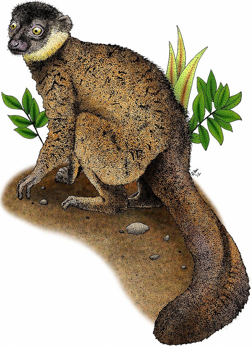 Common brown lemur,Illustration