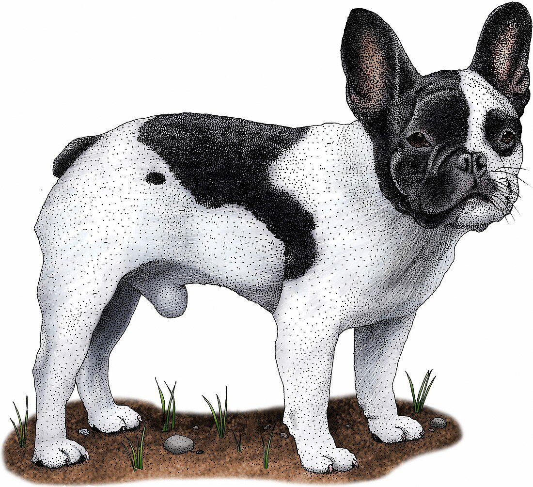 French bulldog,Illustration