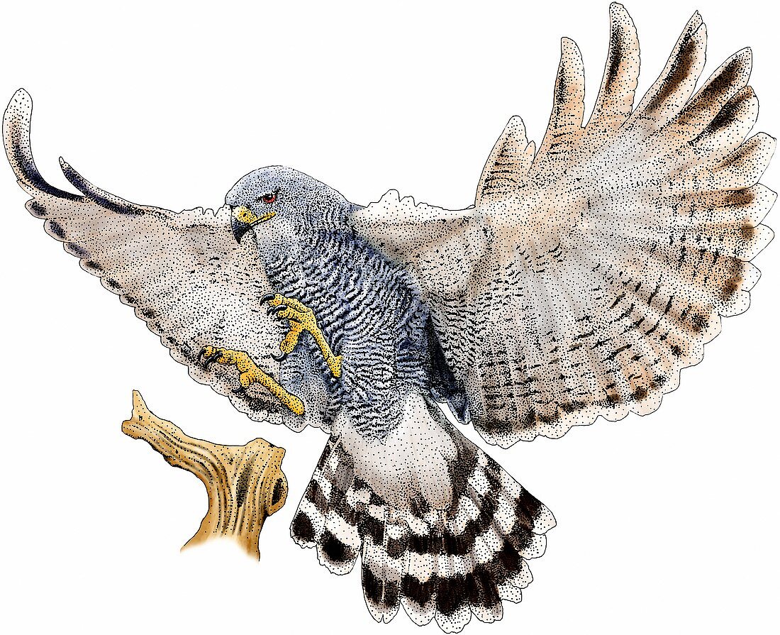 Gray hawk,Illustration