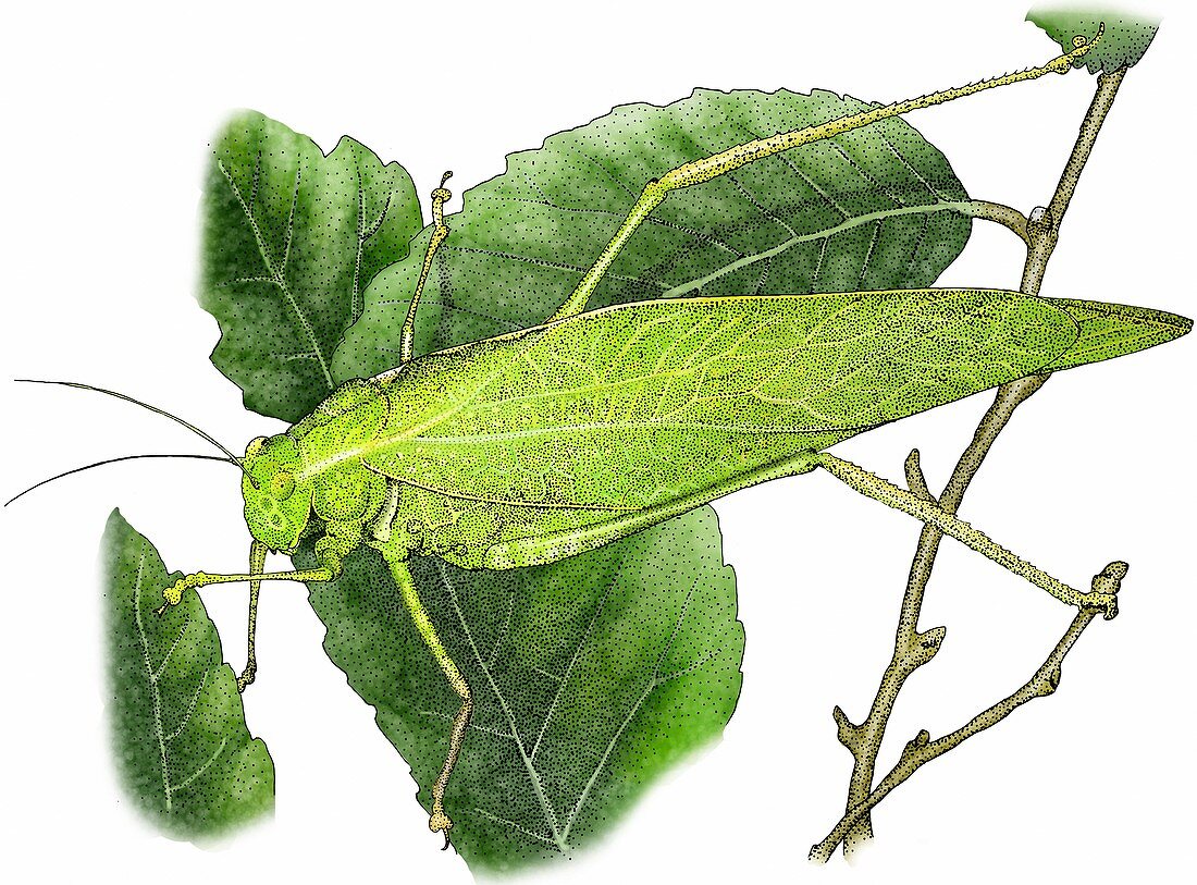 Greater angle wing katydid,Illustration