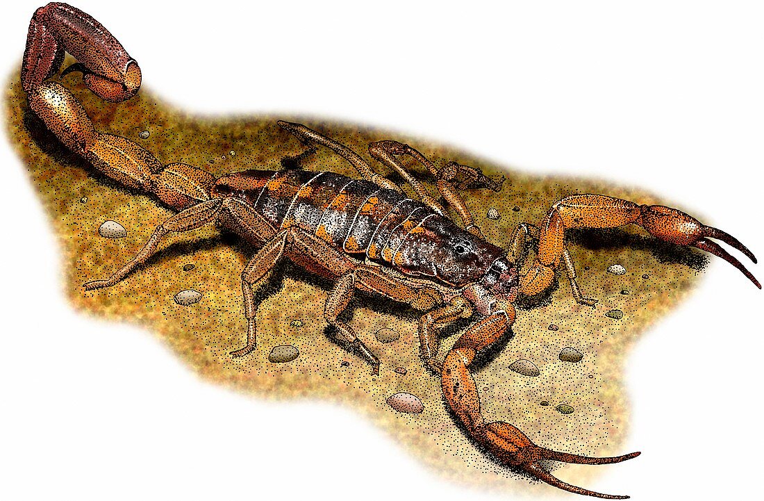 Hentz' striped scorpion,Illustration