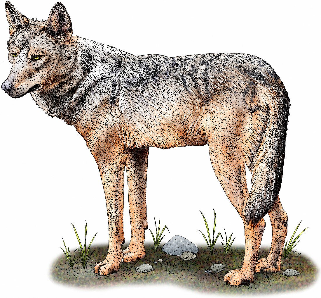 Iberian wolf,Illustration