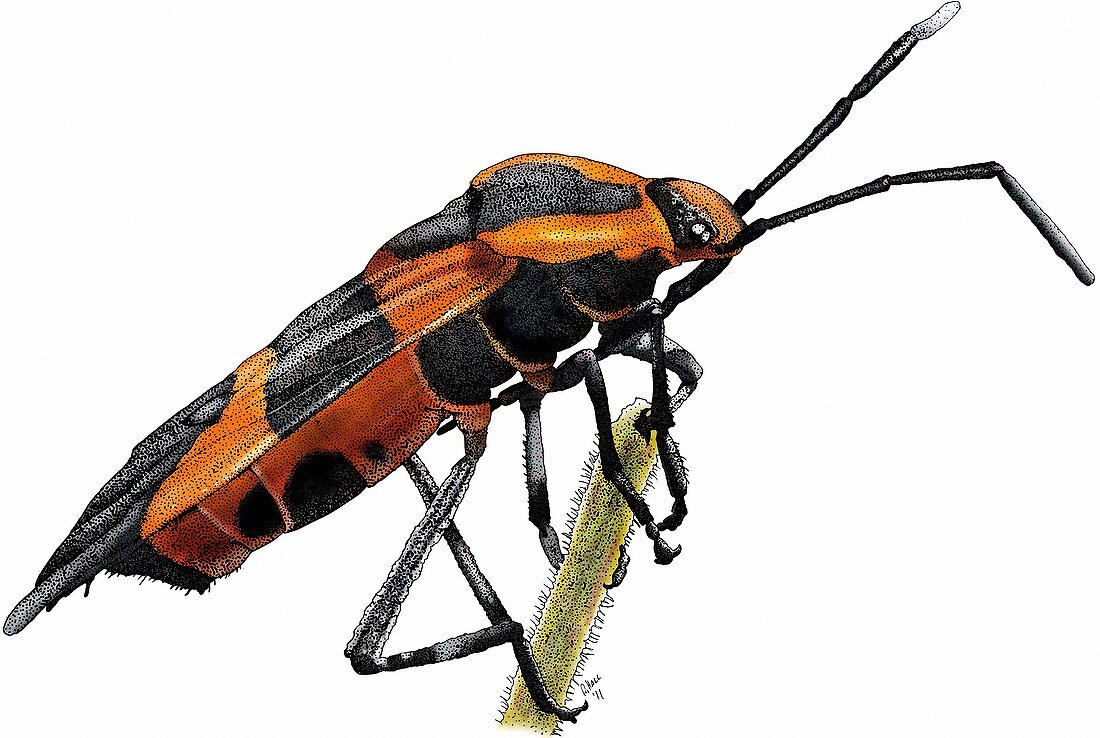 Large milkweed bug,Illustration