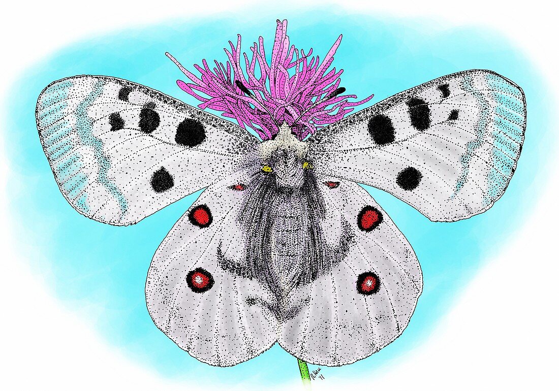 Mountain apollo butterfly,Illustration
