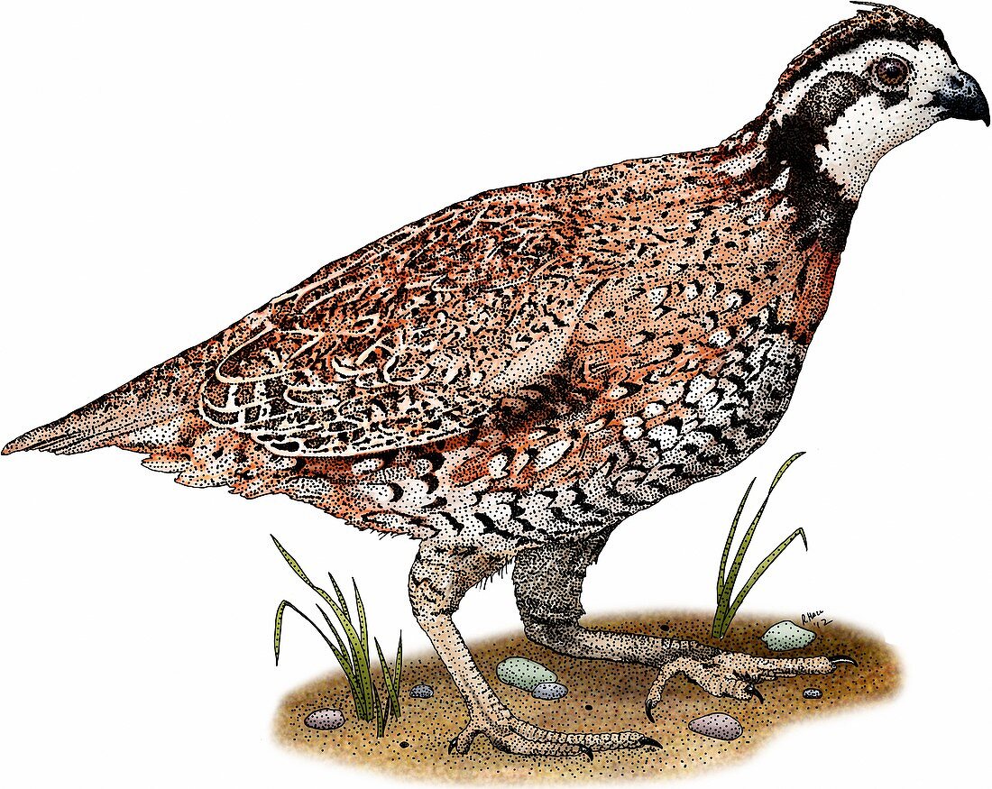 Northern bobwhite quail,Illustration