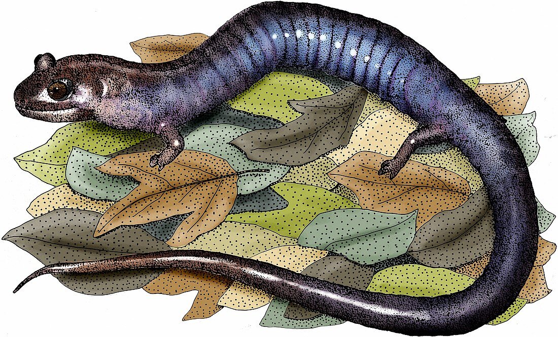 Red hills salamander,Illustration