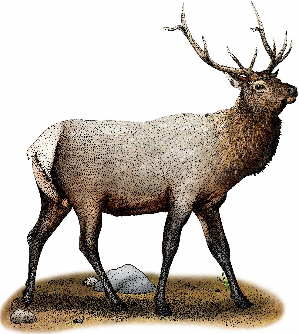 Rocky mountain elk,Illustration