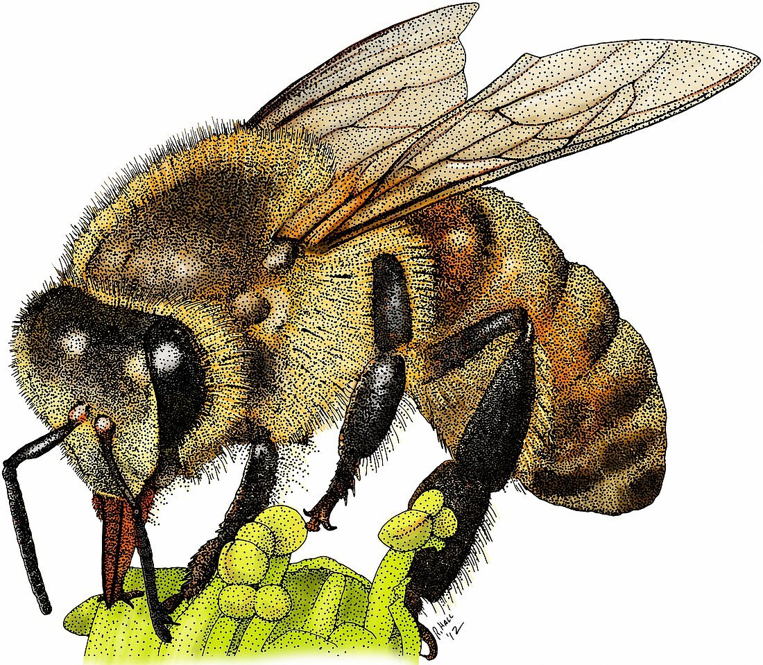 Western honey bee,Illustration